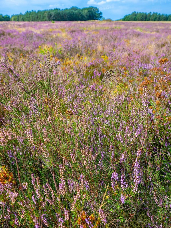 Heath landscape, flowering heather (Calluna vulgaris), heather, Heiliger Hain nature reserve, Wahrenholz, Lüneburg Heath, Lower Saxony, Germany