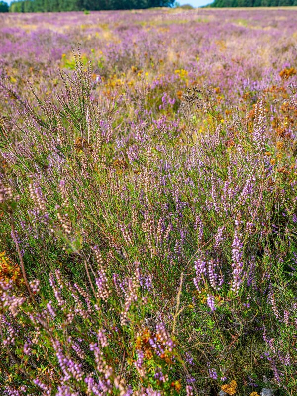 Heath landscape, flowering heather (Calluna vulgaris), heather, Heiliger Hain nature reserve, Wahrenholz, Lüneburg Heath, Lower Saxony, Germany