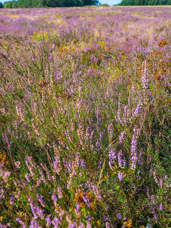 Heath landscape, flowering heather (Calluna vulgaris), heather, Heiliger Hain nature reserve, Wahrenholz, Lüneburg Heath, Lower Saxony, Germany