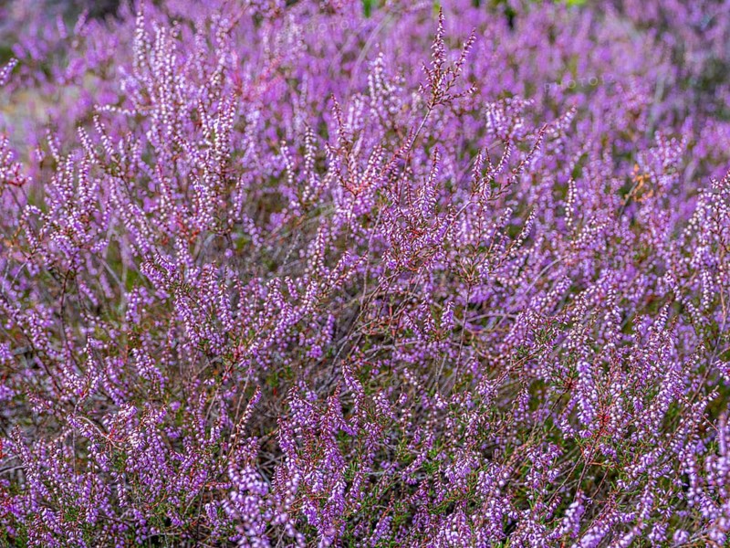 Flowering heather (Calluna vulgaris), heather, Heiliger Hain nature reserve, Wahrenholz, Lüneburg Heath, Lower Saxony, Germany