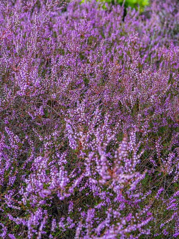 Flowering heather (Calluna vulgaris), heather, Heiliger Hain nature reserve, Wahrenholz, Lüneburg Heath, Lower Saxony, Germany