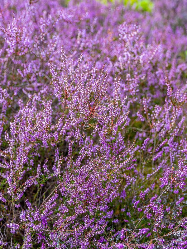 Flowering heather (Calluna vulgaris), heather, Heiliger Hain nature reserve, Wahrenholz, Lüneburg Heath, Lower Saxony, Germany