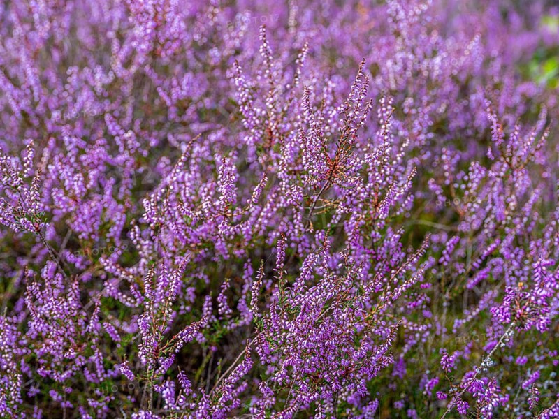 Flowering heather (Calluna vulgaris), heather, Heiliger Hain nature reserve, Wahrenholz, Lüneburg Heath, Lower Saxony, Germany