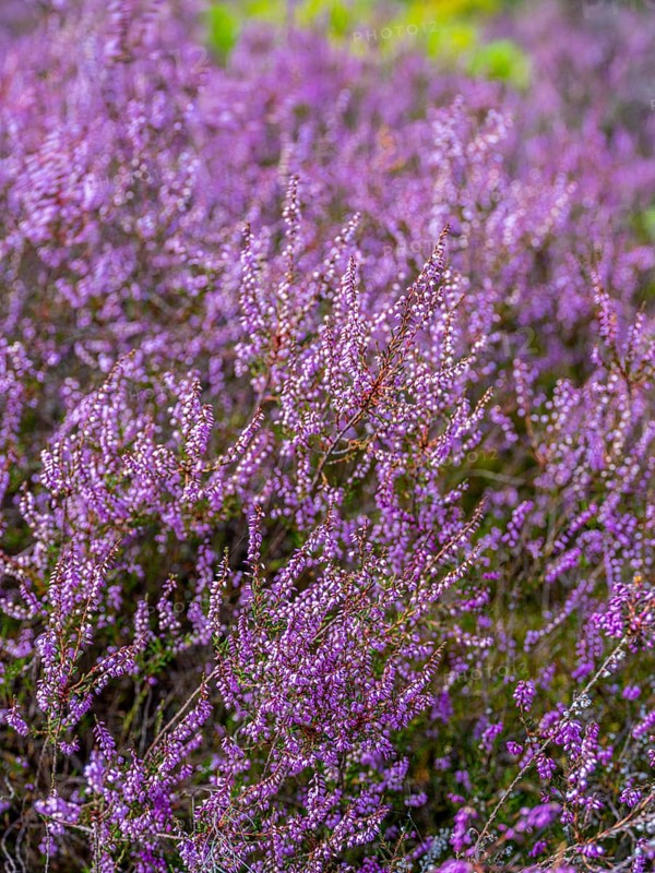 Flowering heather (Calluna vulgaris), heather, Heiliger Hain nature reserve, Wahrenholz, Lüneburg Heath, Lower Saxony, Germany