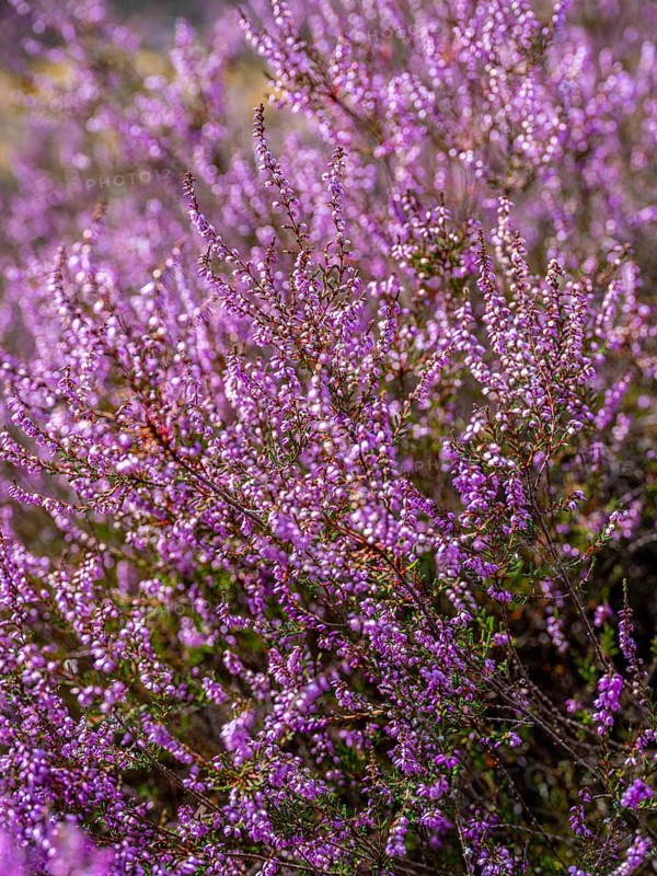 Flowering heather (Calluna vulgaris), heather, Heiliger Hain nature reserve, Wahrenholz, Lüneburg Heath, Lower Saxony, Germany