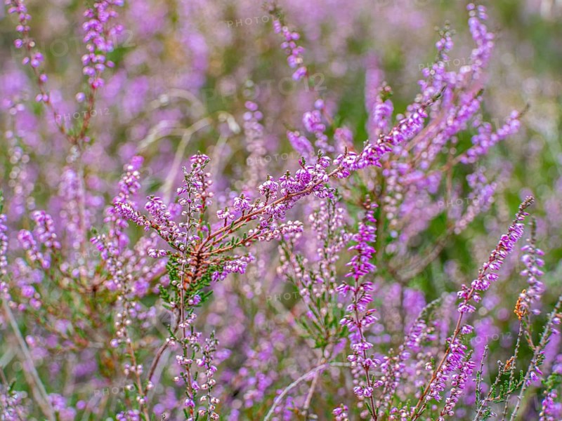 Flowering heather (Calluna vulgaris), heather, Heiliger Hain nature reserve, Wahrenholz, Lüneburg Heath, Lower Saxony, Germany