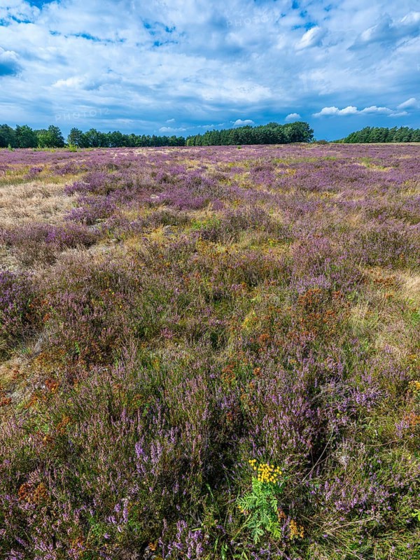 Heath landscape, flowering heather (Calluna vulgaris), heather, blue cloudy sky, Heiliger Hain nature reserve, Wahrenholz, Lüneburg Heath, Lower Saxony, Germany