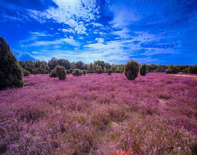 Heath landscape, flowering heather (Calluna vulgaris), cloudy blue sky, Heiliger Hain nature reserve, Wahrenholz, Lüneburg Heath, Lower Saxony, Germany