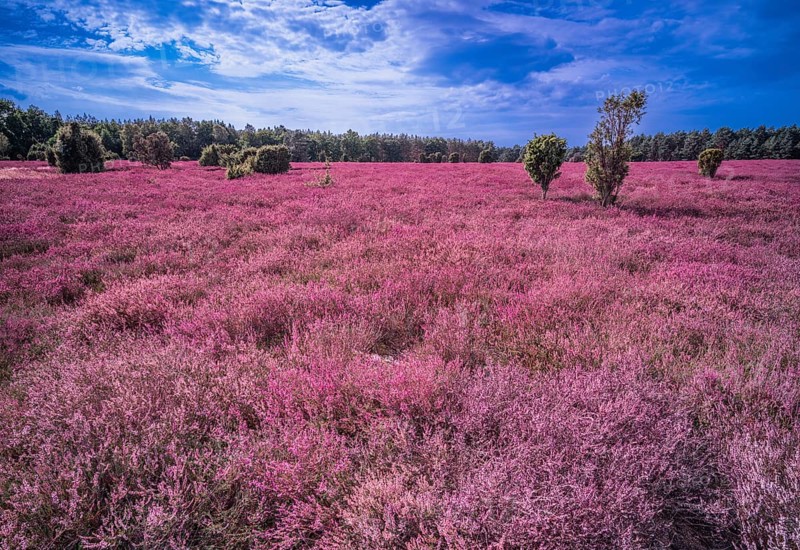 Heath landscape, flowering heather (Calluna vulgaris), cloudy blue sky, Heiliger Hain nature reserve, Wahrenholz, Lüneburg Heath, Lower Saxony, Germany
