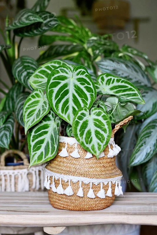 Beautiful potted exotic 'Silver Blush Anthurium Crystallinum' houseplant with beautiful lace pattern in urban jungle living room with many plants