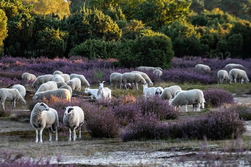 Bentheimer Landschafe (Ovis gmelini) and goats (Capra aegagrus f. hircus), Emsland, Lower Saxony, Germany