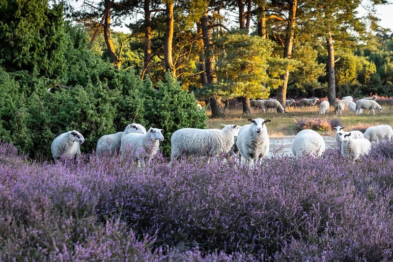 Bentheimer Landschafe (Ovis gmelini) in heathland, Emsland, Lower Saxony, Germany