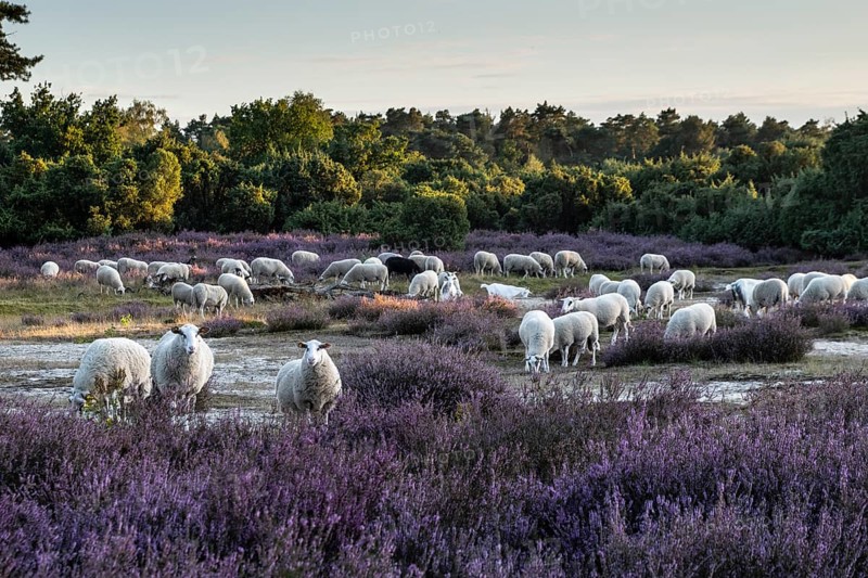 Bentheimer Landschafe (Ovis gmelini) and goats (Capra aegagrus f. hircus), Emsland, Lower Saxony, Germany
