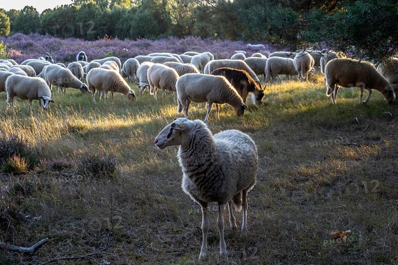 Bentheimer Landschafe (Ovis gmelini) and goats (Capra aegagrus f. hircus), Emsland, Lower Saxony, Germany
