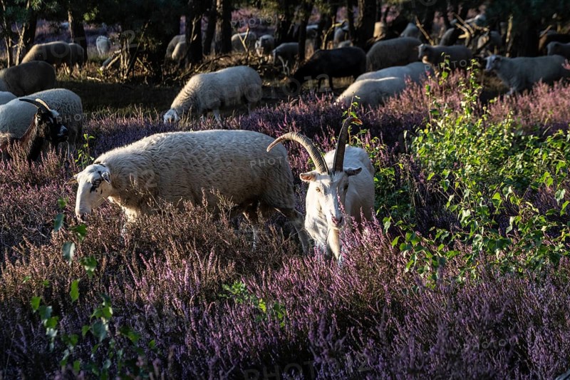 Bentheimer Landschafe (Ovis gmelini) and goats (Capra aegagrus f. hircus), Emsland, Lower Saxony, Germany