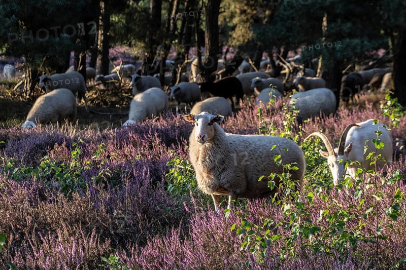 Bentheimer Landschafe (Ovis gmelini) and goats (Capra aegagrus f. hircus), Emsland, Lower Saxony, Germany