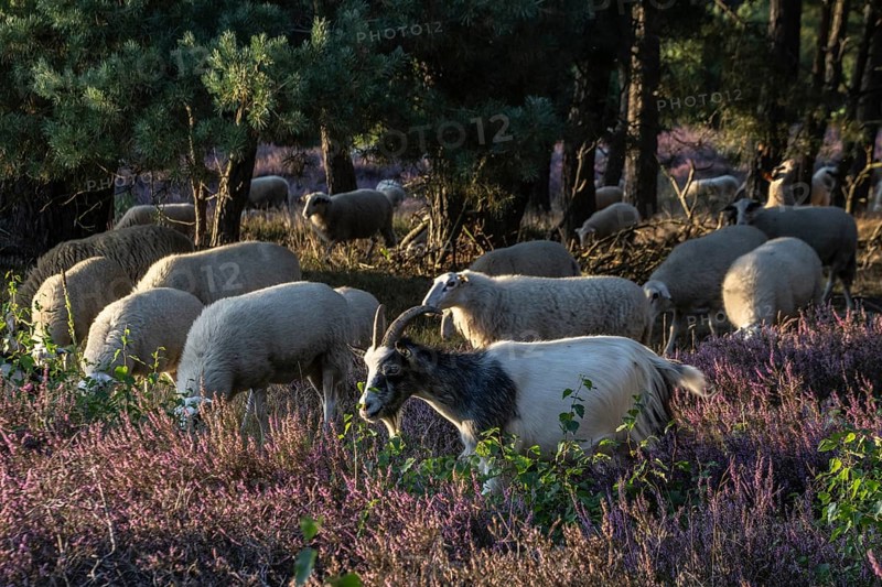 Bentheimer Landschafe (Ovis gmelini) and goats (Capra aegagrus f. hircus), Emsland, Lower Saxony, Germany