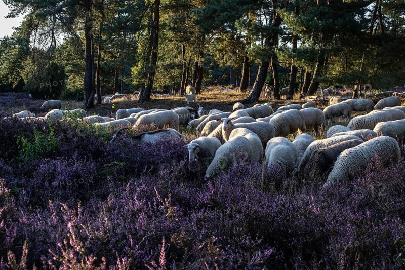 Bentheimer Landschafe (Ovis gmelini) and goats (Capra aegagrus f. hircus), Emsland, Lower Saxony, Germany