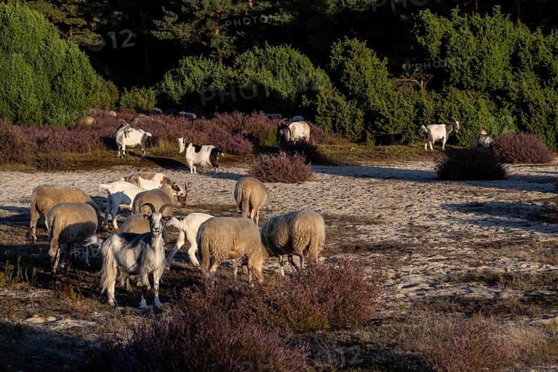 Bentheimer Landschafe (Ovis gmelini) and goats (Capra aegagrus f. hircus), Emsland, Lower Saxony, Germany