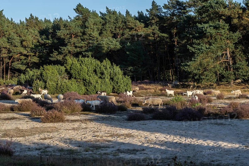 Bentheimer Landschafe (Ovis gmelini) and goats (Capra aegagrus f. hircus), Emsland, Lower Saxony, Germany