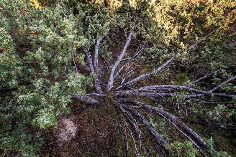 Juniper (Juniperus communis), Emsland, Lower Saxony, Germany