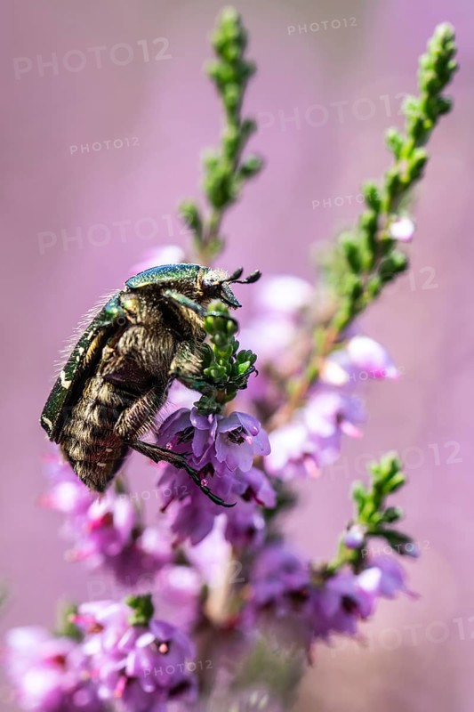 Rose chafer (Cetonia aurata) on heather (Calluna vulgaris), Emsland, Lower Saxony, Germany