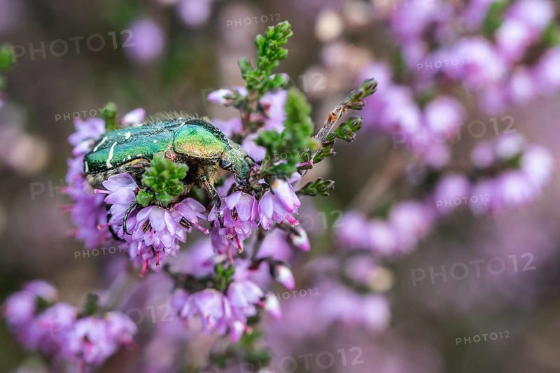 Rose chafer (Cetonia aurata) on heather (Calluna vulgaris), Emsland, Lower Saxony, Germany