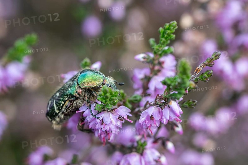 Rose chafer (Cetonia aurata) on heather (Calluna vulgaris), Emsland, Lower Saxony, Germany