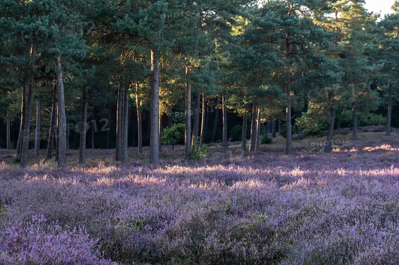 Heather (Calluna vulgaris) in a pine forest (Pinus sylvestris), Emsland, Lower Saxony, Germany