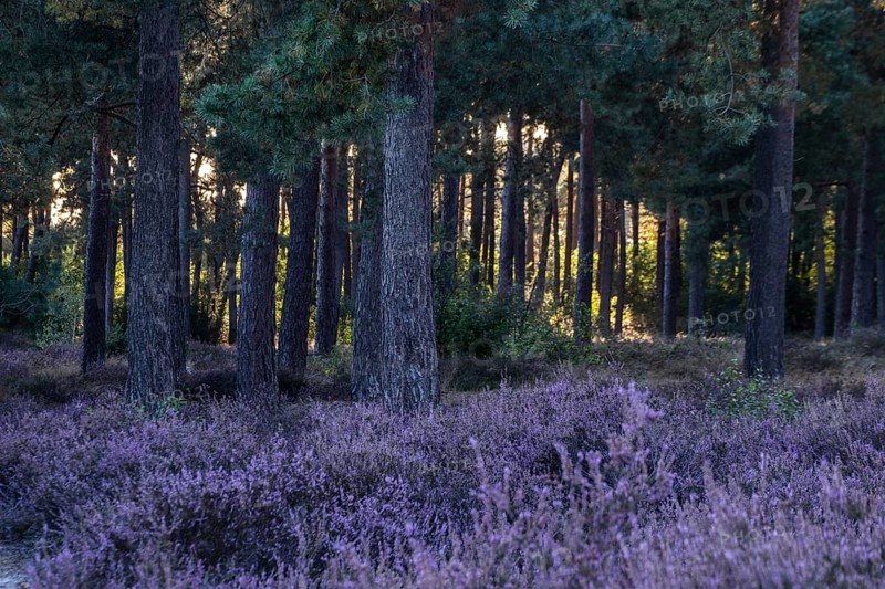 Heather (Calluna vulgaris) in a pine forest (Pinus sylvestris), Emsland, Lower Saxony, Germany
