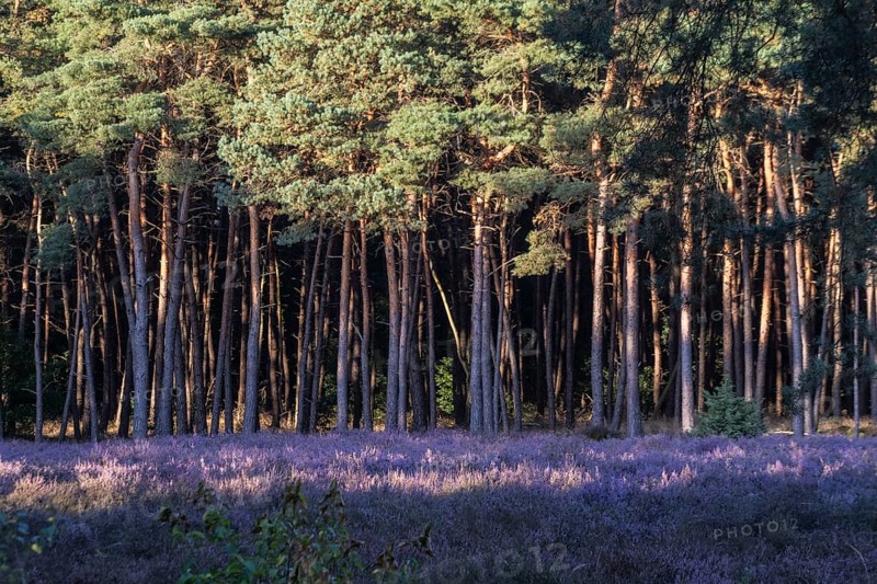Heather (Calluna vulgaris) in a pine forest (Pinus sylvestris), Emsland, Lower Saxony, Germany