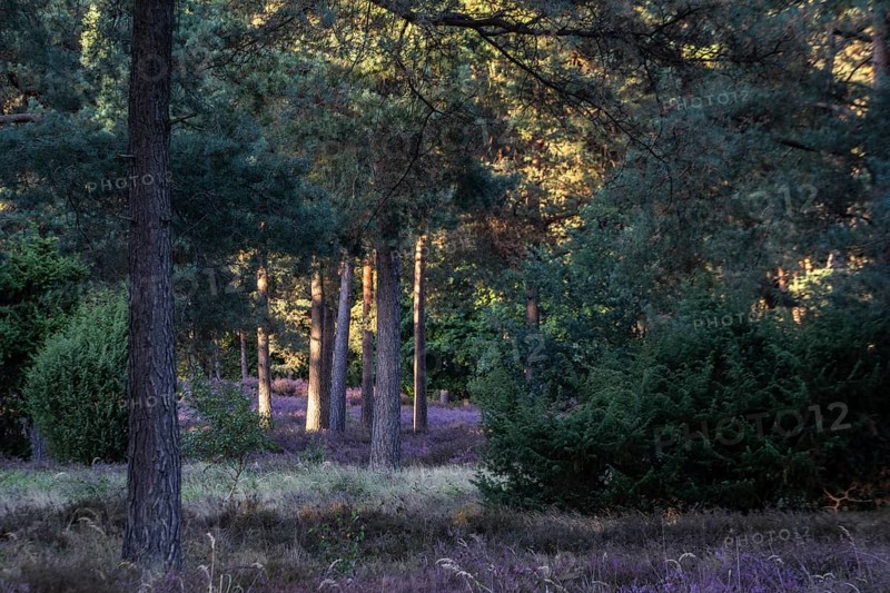 Heather (Calluna vulgaris) in a pine forest (Pinus sylvestris), Emsland, Lower Saxony, Germany