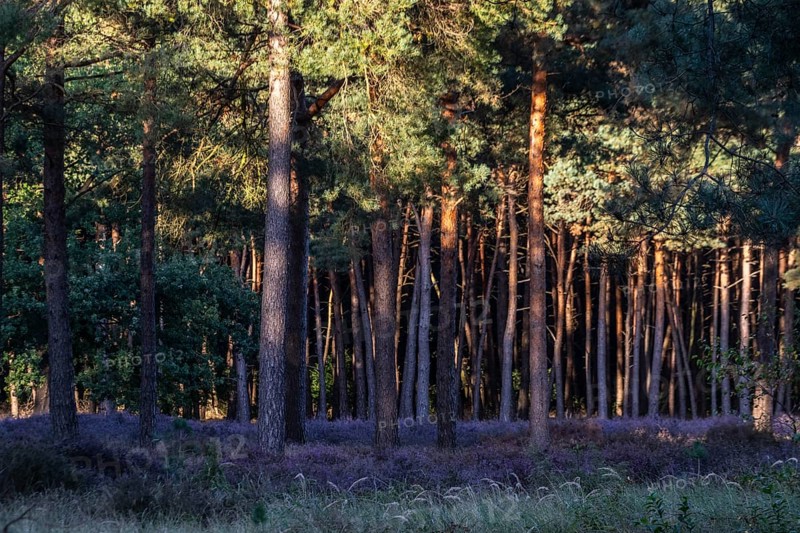 Heather (Calluna vulgaris) in a pine forest (Pinus sylvestris), Emsland, Lower Saxony, Germany