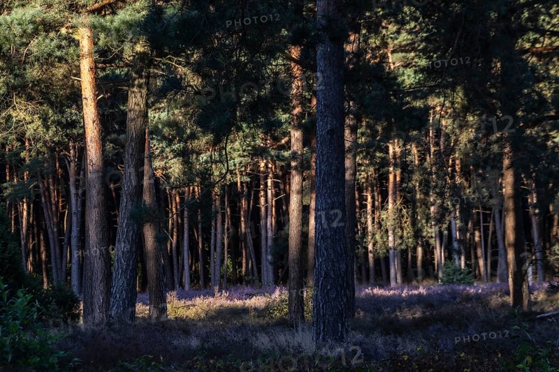 Heather (Calluna vulgaris) in a pine forest (Pinus sylvestris), Emsland, Lower Saxony, Germany