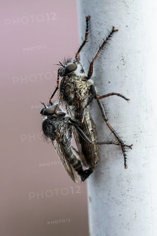Tolmerus atricapillus (Tolmerus atricapillus), mating, Emsland, Lower Saxony, Germany