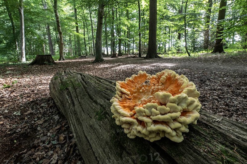 Sulphur spore (Laetiporus sulfureus), Lower Saxony, Germany