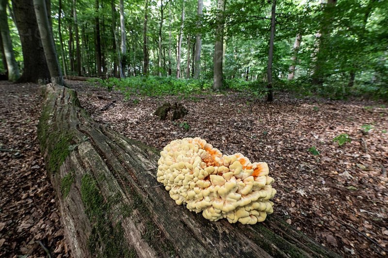 Sulphur spore (Laetiporus sulfureus), Lower Saxony, Germany