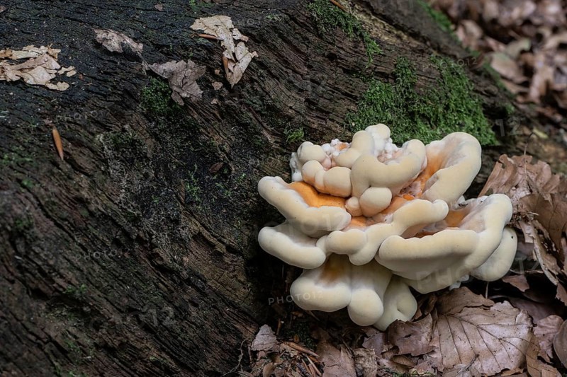 Sulphur spore (Laetiporus sulfureus), Lower Saxony, Germany
