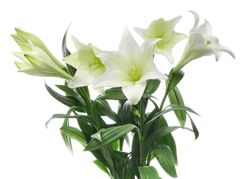 Lily, Easter lily, Bermuda lily (Lilium longiflorum) against a white background