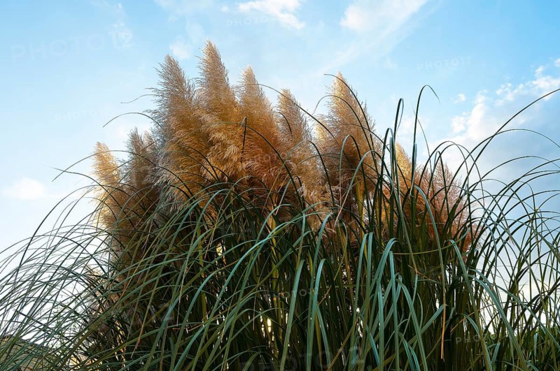 Pampas grass (Cortaderia selloana)