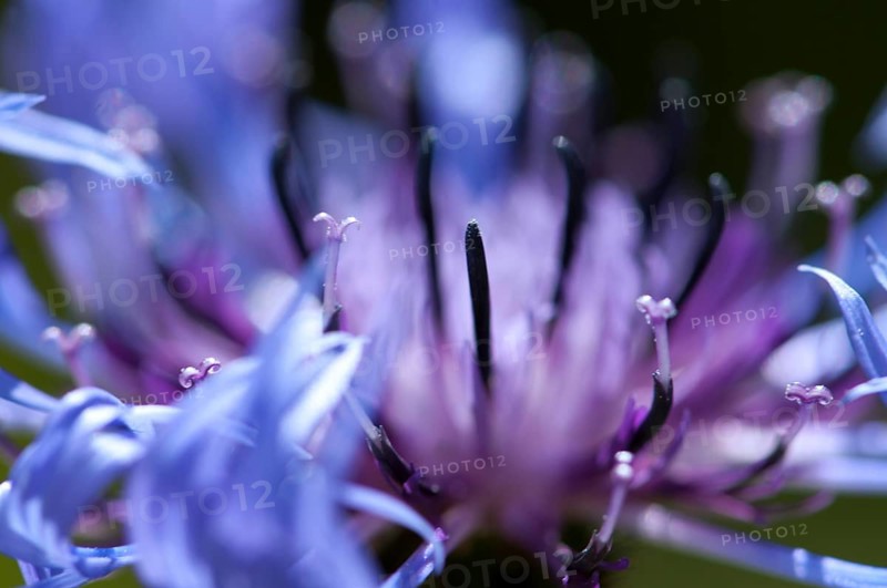 Cornflower (Centaurea cyanus), macro photograph