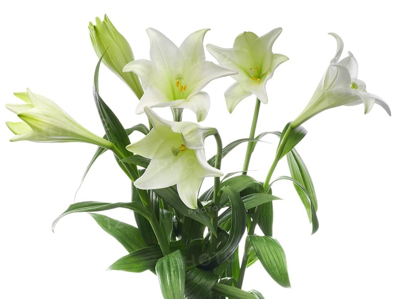 Lily, Easter lily, Bermuda lily (Lilium longiflorum) against a white background