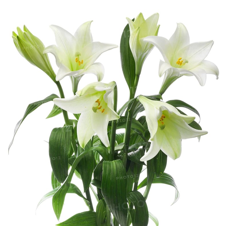 Lily, Easter lily, Bermuda lily (Lilium longiflorum) against a white background