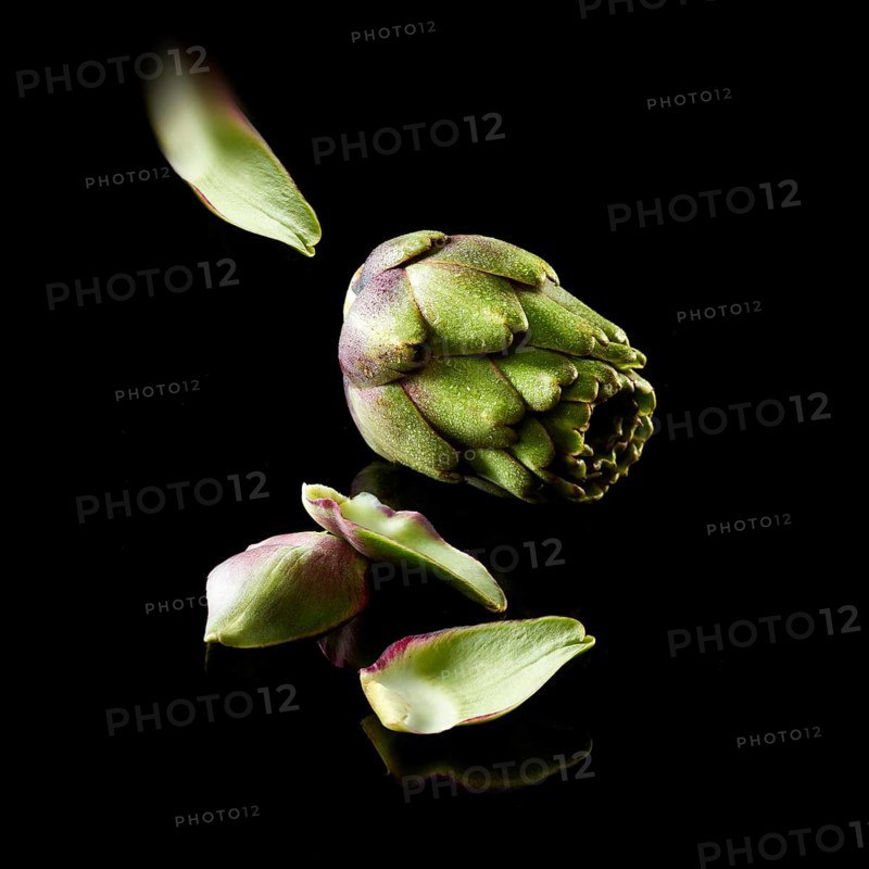 Artichoke (Cynara scolymus) against a black background