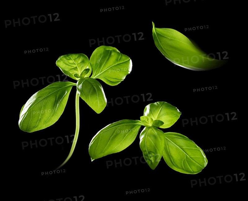 Basil (Ocimum basilicum) in front of a black background