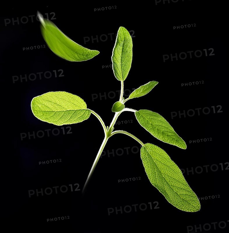 Sage (Salvia officinalis) in front of a black background