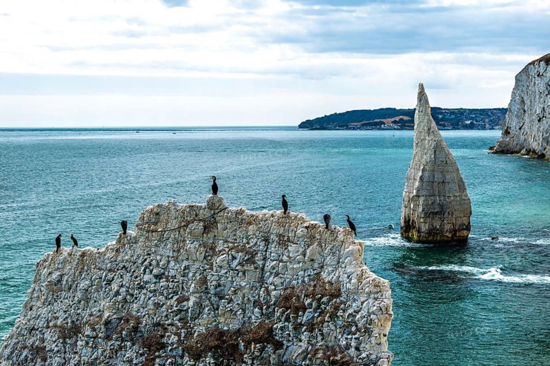 Cormorants on White Cliff from a drone over Old Harry Rocks Jurassic Coast, Handfast Point, Dorset Coast, Poole, Dorset, England, United Kingdom