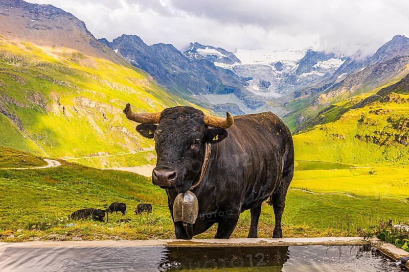 Black cow with large cowbell at a water trough, on an alpine pasture above Grimentz, with the Moiry glacier in the background, Val d'Anniviers, Valais Alps, Canton Valais, Switzerland