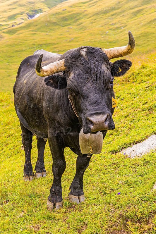 Black cow with large cowbell, on an alpine pasture above Grimentz, Val d'Anniviers, Valais Alps, Canton Valais, Switzerland