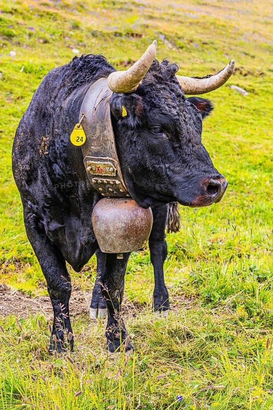 Black cow with large cowbell, on an alpine pasture above Grimentz, Val d'Anniviers, Valais Alps, Canton Valais, Switzerland